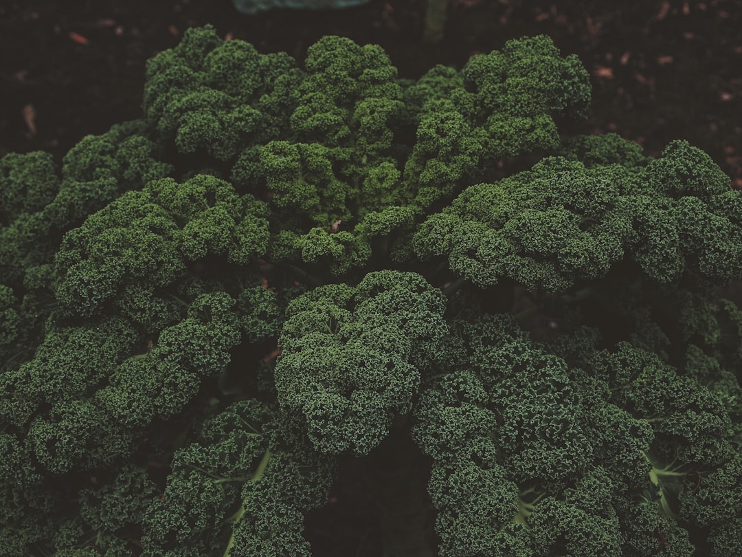 Photo Cheesy Broccoli